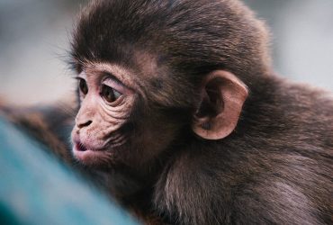 How to shoot wild animals?