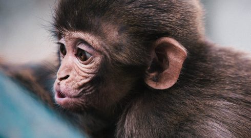 How to shoot wild animals?