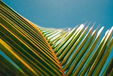 Properly photographed plants