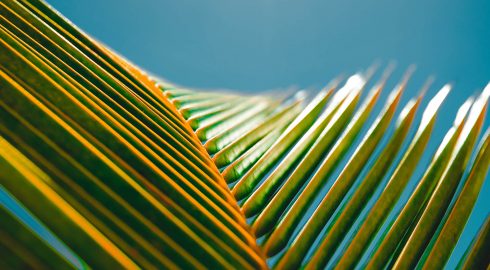 Properly photographed plants