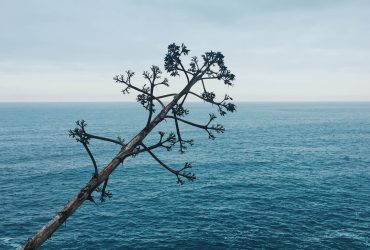 Nature as it is in the photo