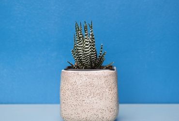 Selection of scenery for photos